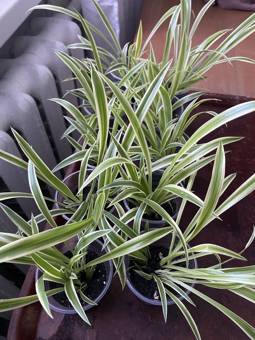 Хлорофітум  кімнатна рослина