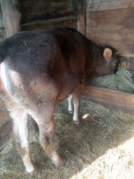 Телиця джерсей+швіц