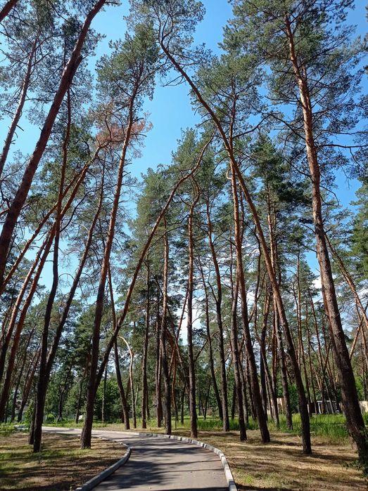 Дом в Орловщине , лес , река