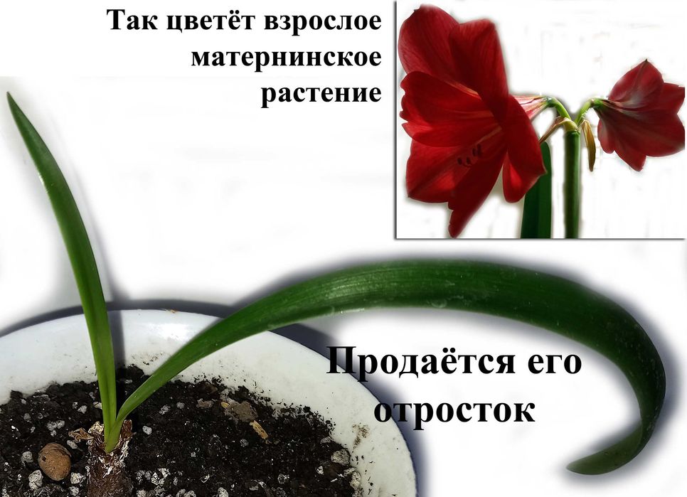 Детка Гиппеаструм Амариллис Цветы комнатные цветущие растения Киев