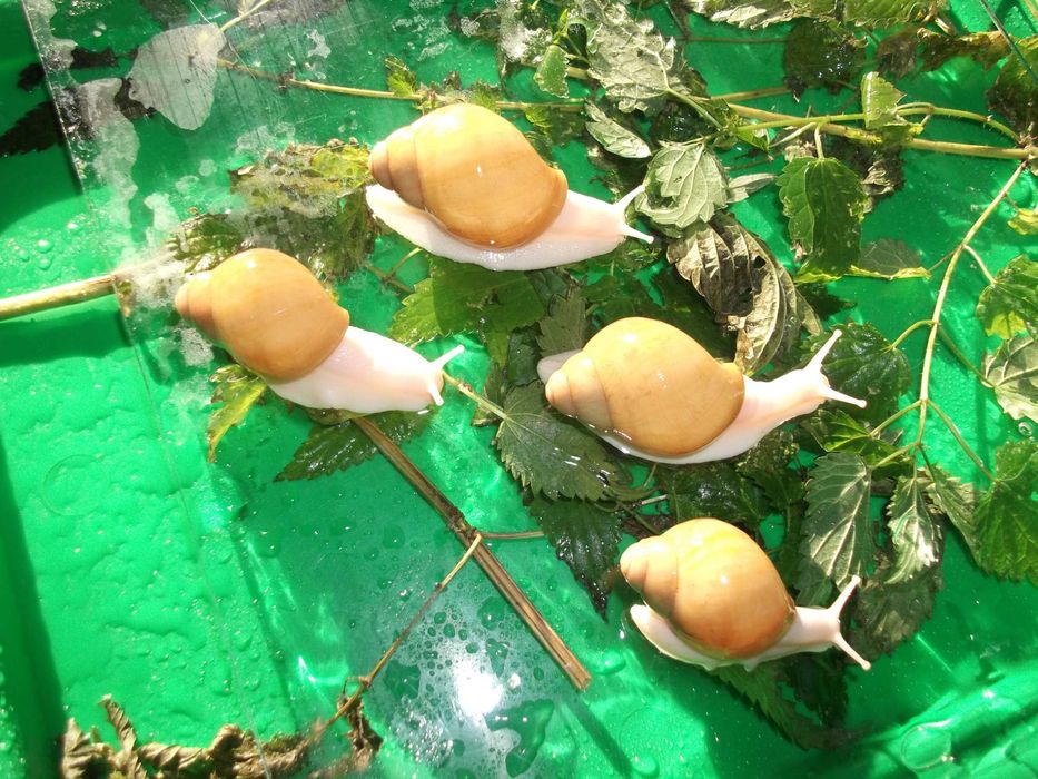 Улитки сухопутные Arch marg (ssp) Ukrainian White Gold акция
