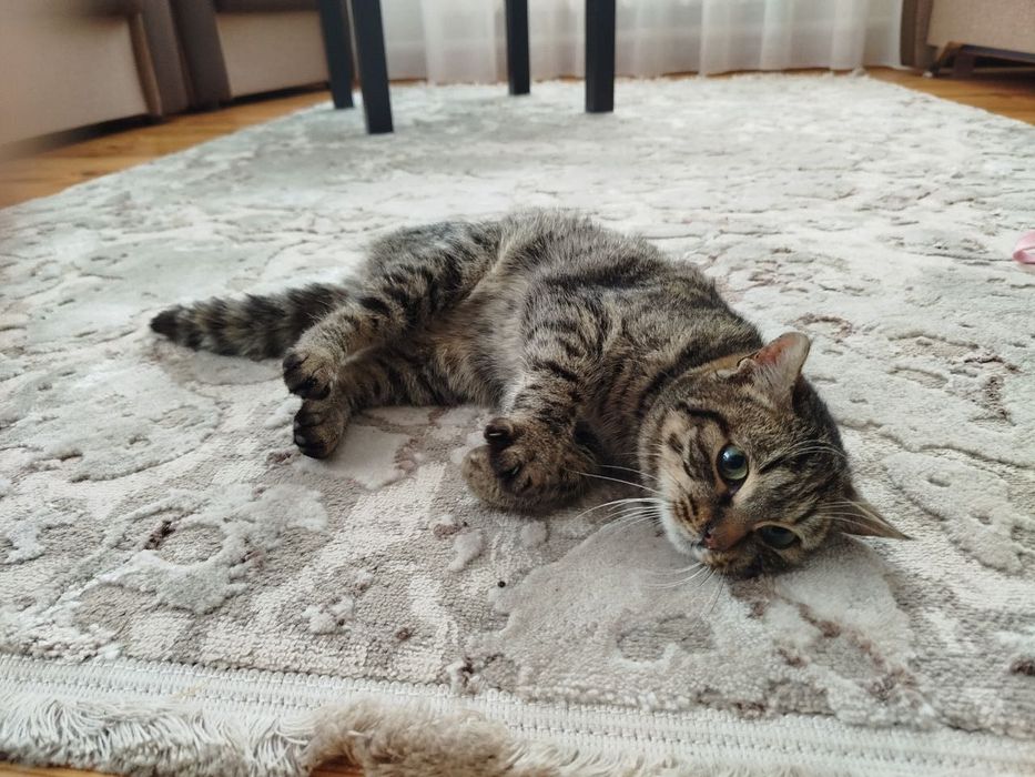 Кошеня безкоштовно