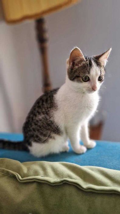 Koci Maluch Tościk do adopcji (dokocenie)