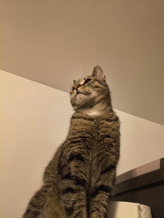 Kotka Lajla szuka domku