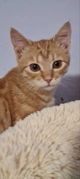 Котята бесплатно в заботливые руки