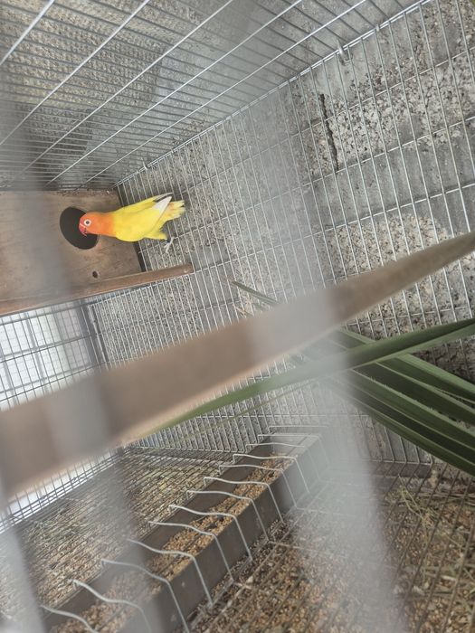 Agapornis fischer Lutino