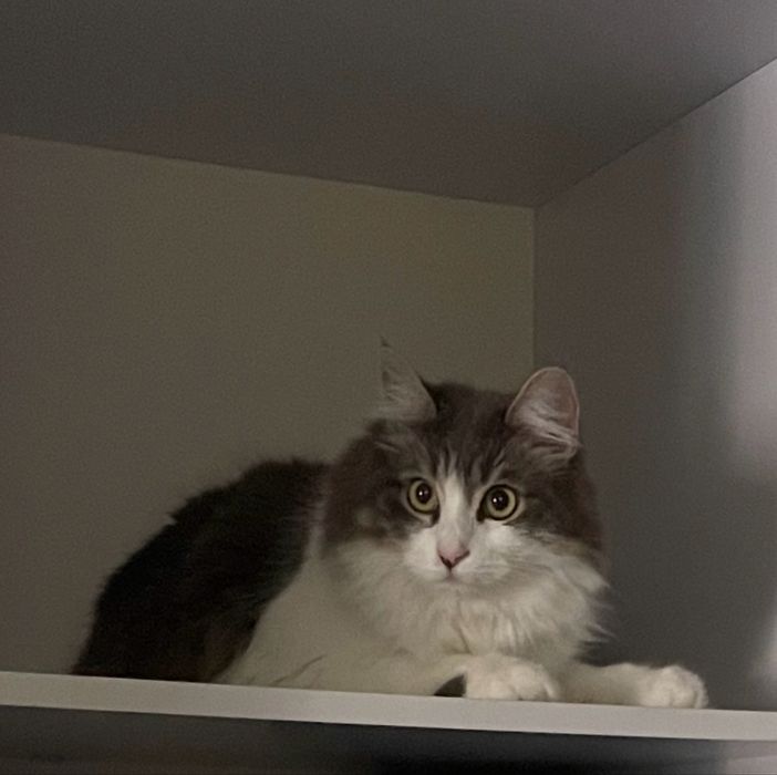 Потрібна допомога  в прилаштуванні  котика