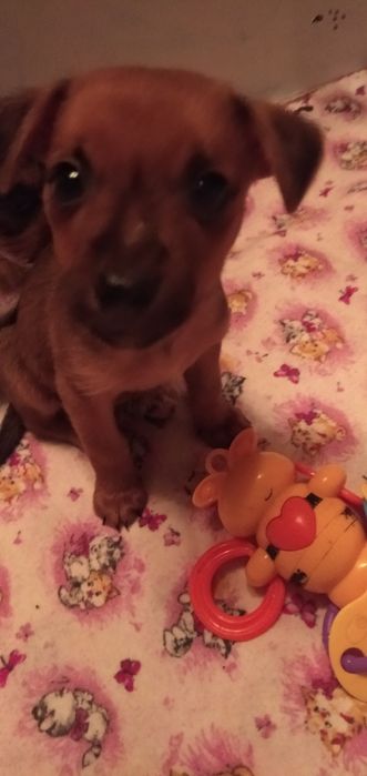 Славная девочка ищет новую семью.