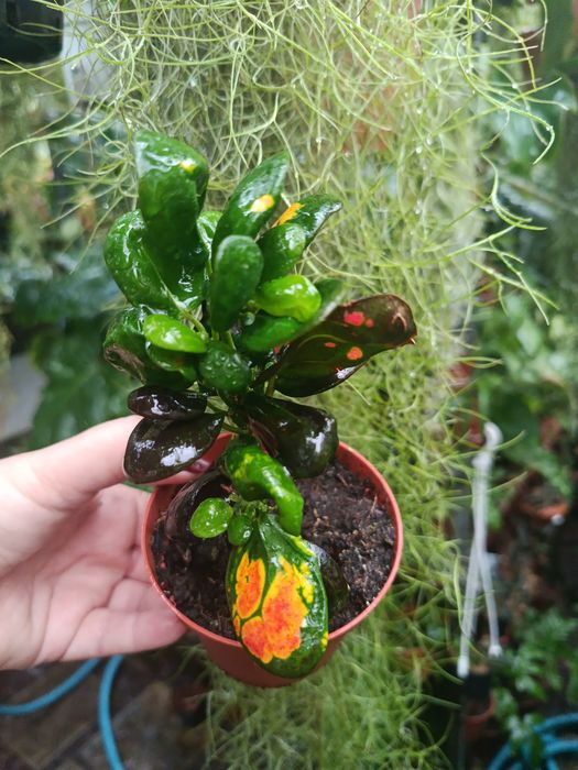 Кротон Codieum Tonghoo