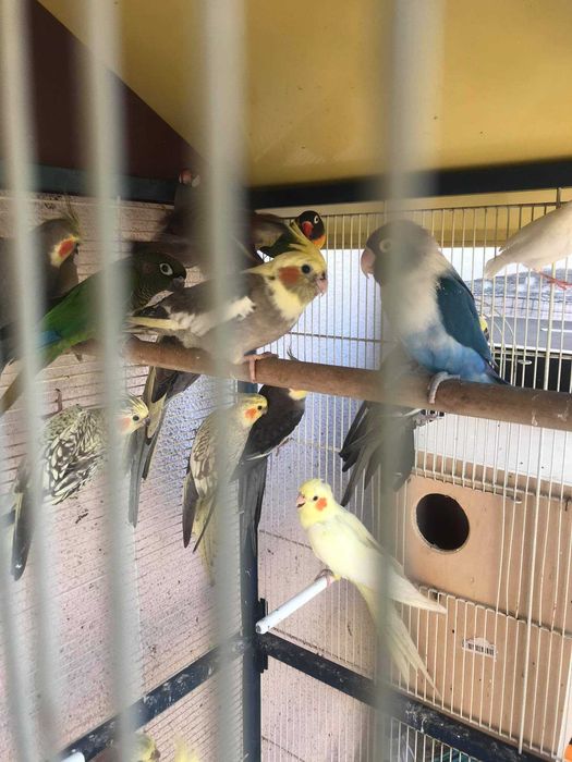 Várias aves disponíveis