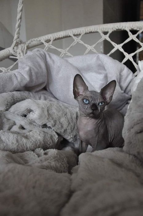 Łysy kot sfinks  wcf