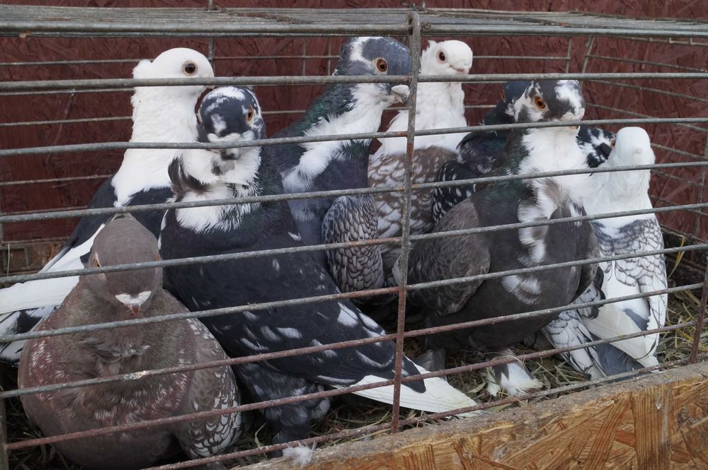 Blondynety satynety mewka orientalna mewki gołębie samce samice para