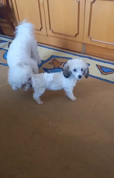 Біло персикова тойпудель