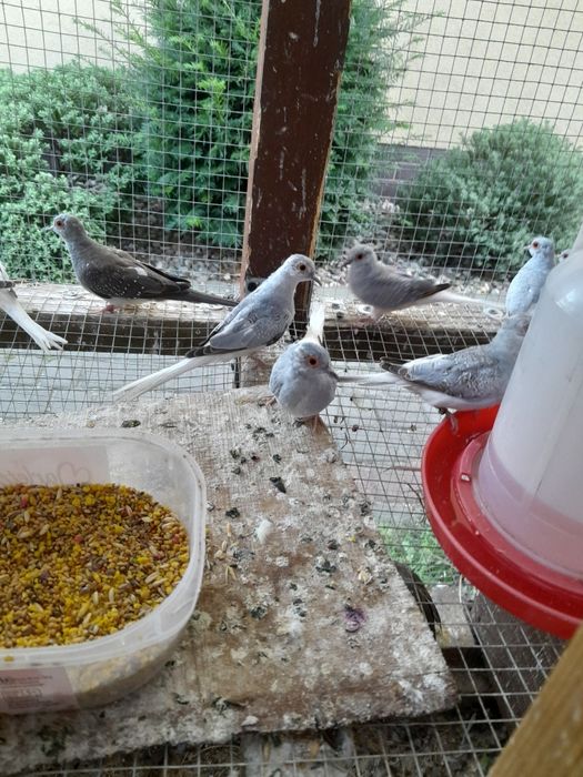 Gołąbki diamentowe