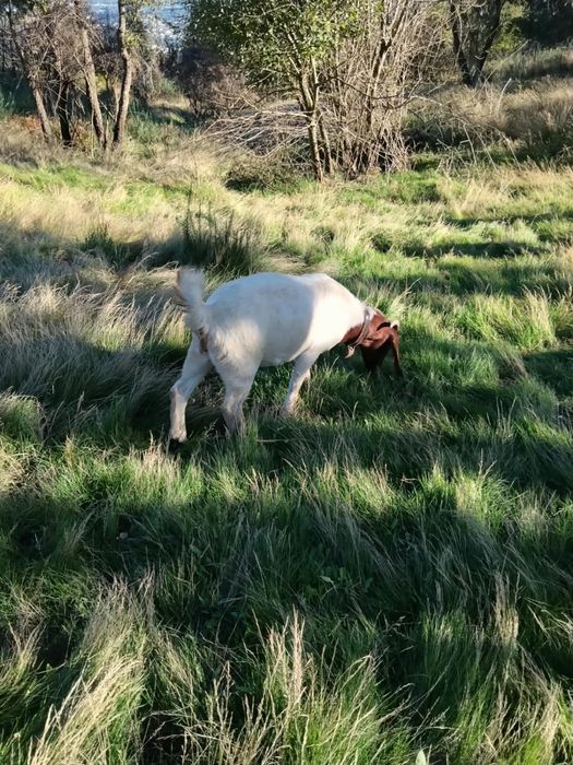 Cabras de varias idades e varias raças