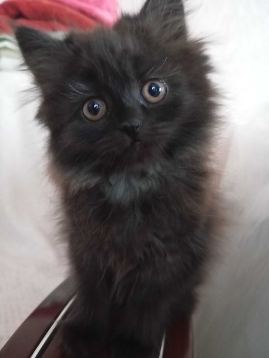 Котики муркотики