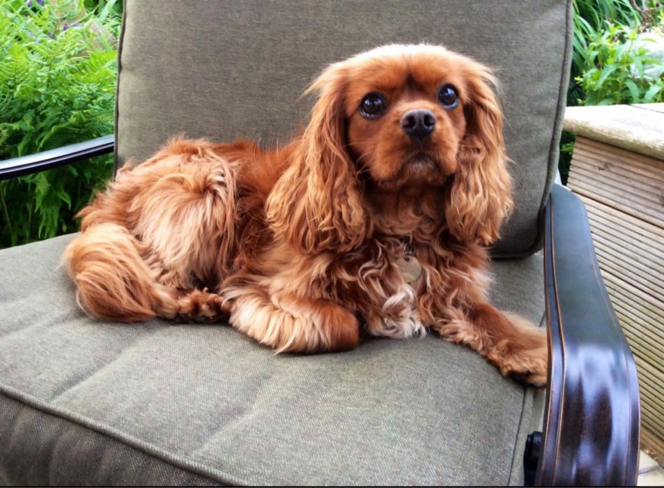 Suczka Cavalier King Charles Spaniel Blenheim
