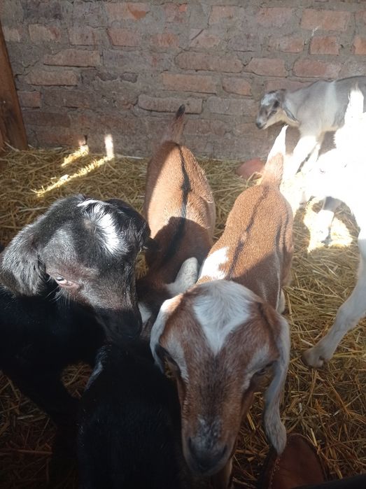 Продаються козенята