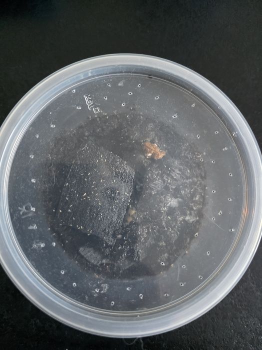 Skoczogonki - ekipa sprzątająca