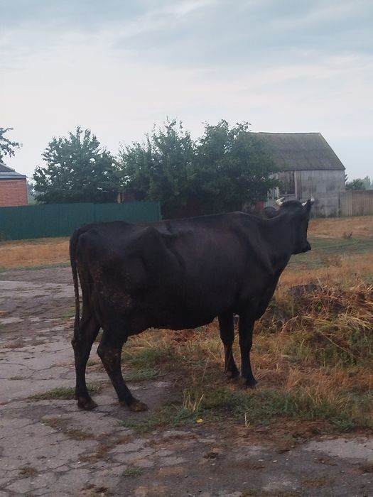 продам корову на тримання