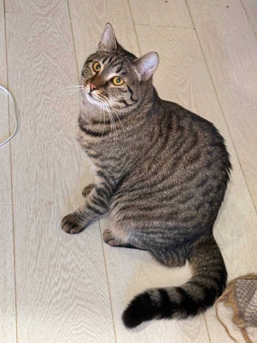 молодий кіт ,любить бавитись і муркотіти, ніжний і красивий