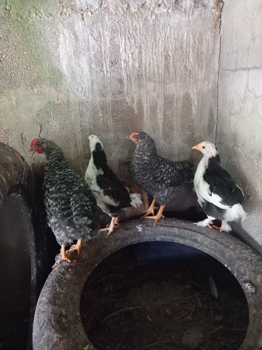 Galinhas dos ovos azuis