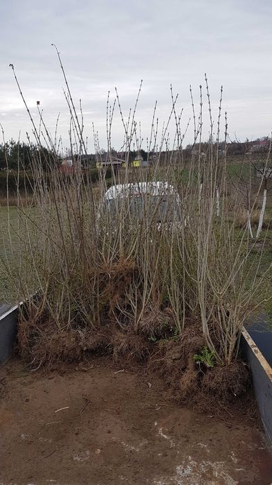 Ligustr  kopany z gruntu