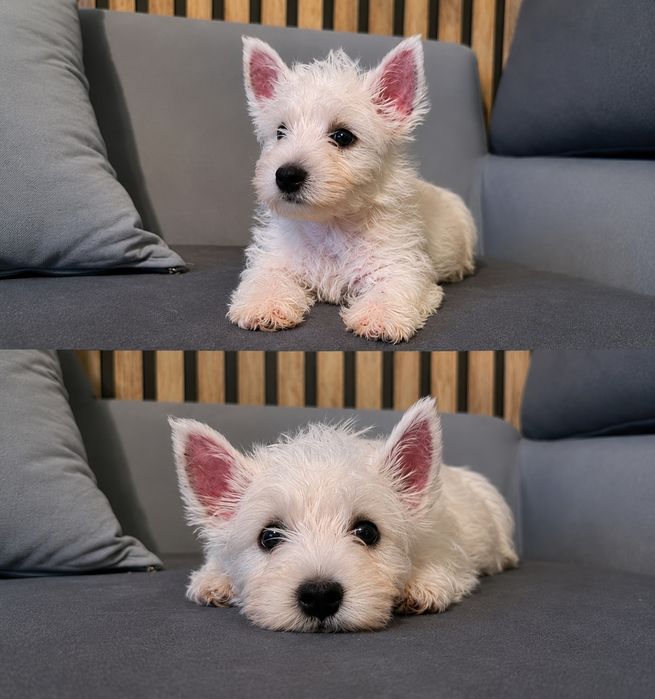 West Highland White Terrier