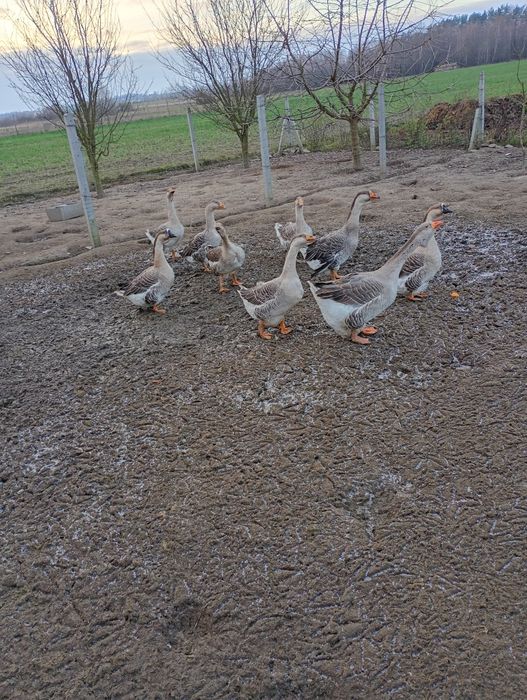 Gęsi Landes z wiosny