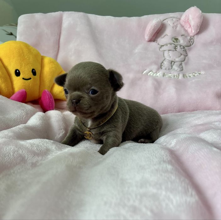 Chihuahua piękna liliowa suczka