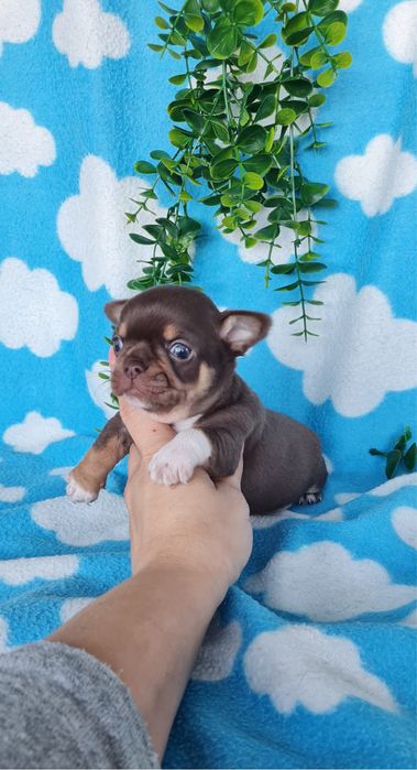 Excecional mini menino Chihuahua/Chiuaua de Qualidade,LinhagemRussa