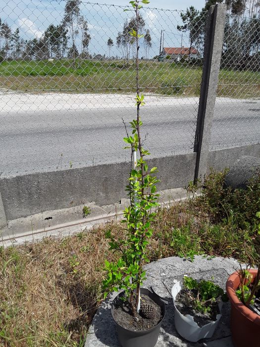 Árvores de fruto