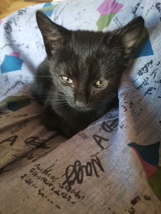 Кошеня котик в добрі руки