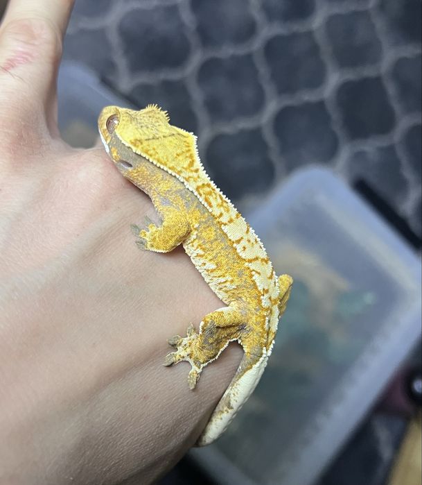 GEKON ORZĘSIONY samica(npv) tricolor