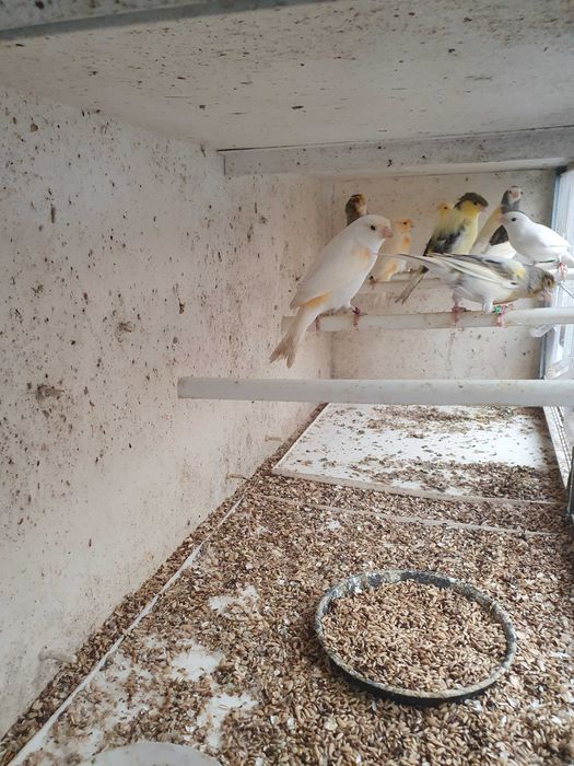 Varios canarios para venda