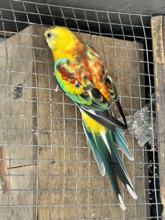Red Rumped Laranja foto ano 2022.