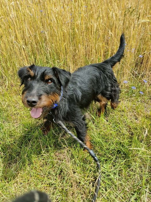 Czteroletni czujny Cydr do adopcji