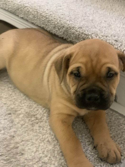 Кадебо, мальоркский мастиф