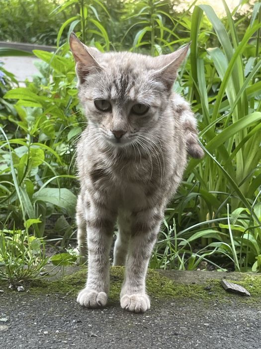 Киця шукає родину.котик.Кошеня.Котики