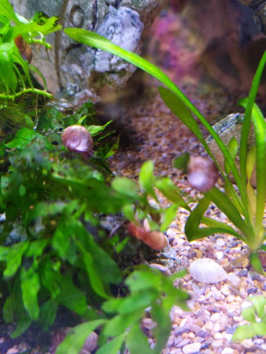 Caracóis de aquário