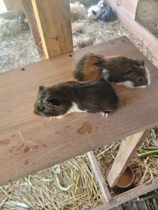 Świnki Morskie samce i samiczki