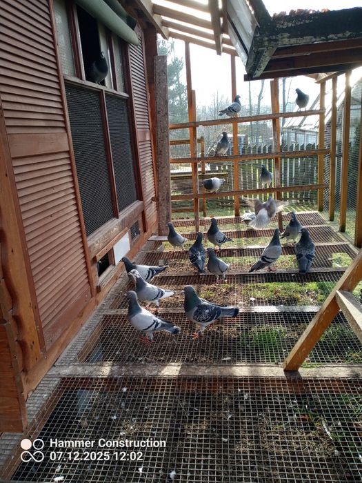 Młode pocztowe przelotowa z konkursami