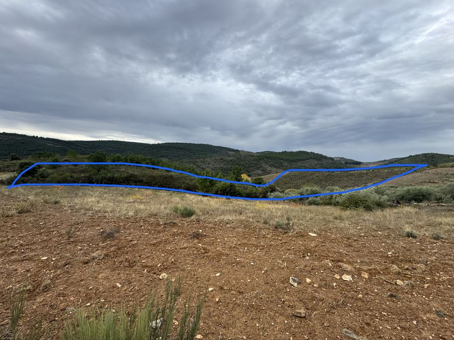 Terreno rústico com amendoal e oliveiras