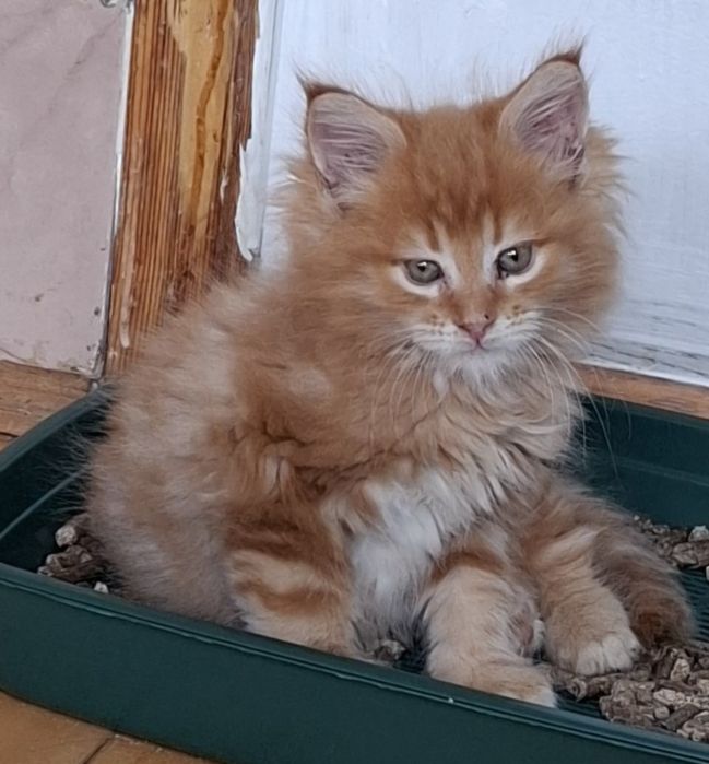 Сладенькие котята мейкунчики