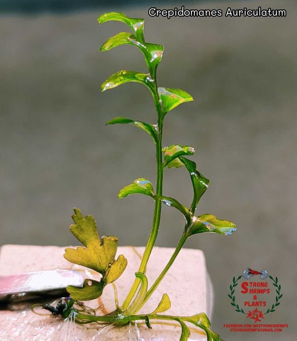 Crepidomanes Auriculatum- Hymenasplenium Obscurum Rarytas