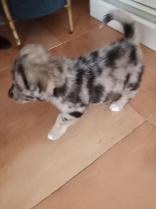 Animais para doação