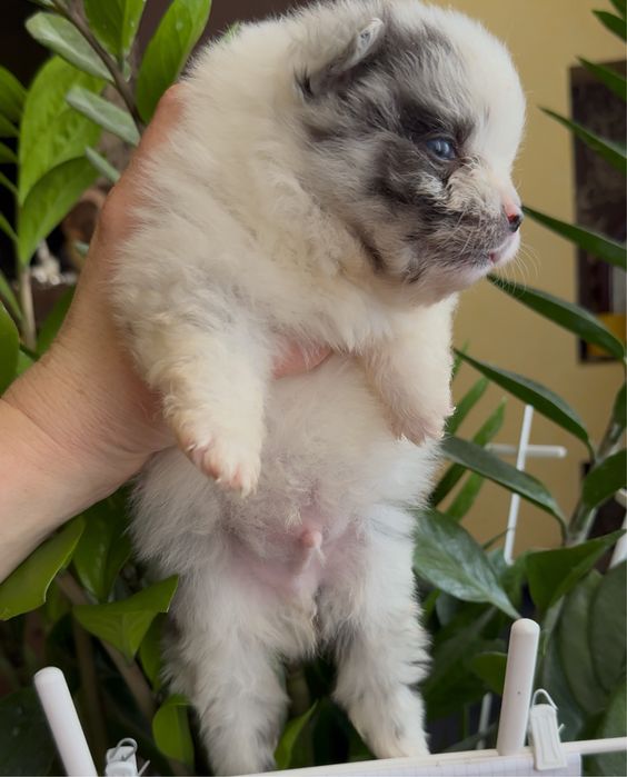 Цуценята породи померанського шпиця