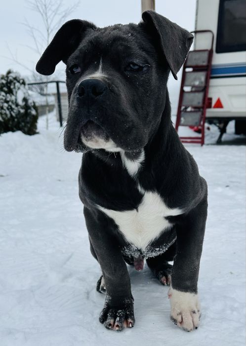 Продам кане корсо хлопчик