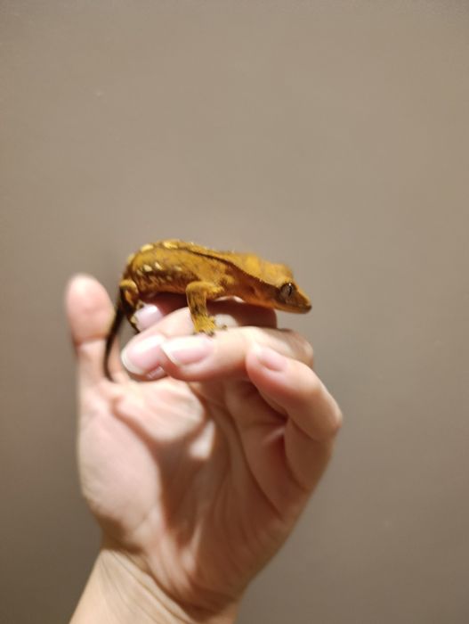 Gekon orzęsiony – Orange Harlequin – 13 g – młody