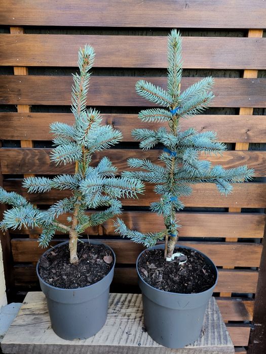 Ель колючая   Hoopsii